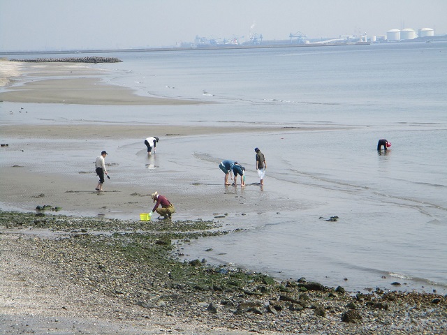 愛知県の海で潮干狩り