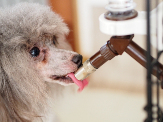 給水器から水を飲む犬